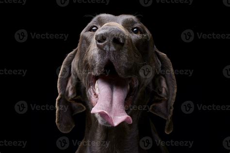 victeezy|vecteezy deutsch.